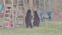 Watch: Bears spotted frolicking, wrestling on swing set in Connecticut